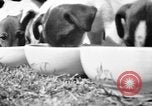 Immagine di Inglese Fox Terrier cuccioli Fort McPherson Georgia USA, 1940, secondo 15 filmato di repertorio 65675053251