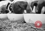 Immagine di Inglese Fox Terrier cuccioli Fort McPherson Georgia USA, 1940, secondo 16 filmato di repertorio 65675053251