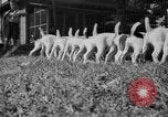 Immagine di Inglese Fox Terrier cuccioli Fort McPherson Georgia USA, 1940, secondo 20 filmato di repertorio 65675053251