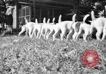 Immagine di Inglese Fox Terrier cuccioli Fort McPherson Georgia USA, 1940, secondo 21 filmato di repertorio 65675053251