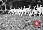 Immagine di Inglese Fox Terrier cuccioli Fort McPherson Georgia USA, 1940, secondo 22 filmato di repertorio 65675053251