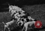 Immagine di Inglese Fox Terrier cuccioli Fort McPherson Georgia USA, 1940, secondo 23 filmato di repertorio 65675053251