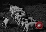 Immagine di Inglese Fox Terrier cuccioli Fort McPherson Georgia USA, 1940, secondo 24 filmato di repertorio 65675053251