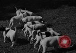 Immagine di Inglese Fox Terrier cuccioli Fort McPherson Georgia USA, 1940, secondo 25 filmato di repertorio 65675053251