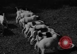 Immagine di Inglese Fox Terrier cuccioli Fort McPherson Georgia USA, 1940, secondo 26 filmato di repertorio 65675053251