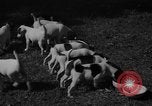 Immagine di Inglese Fox Terrier cuccioli Fort McPherson Georgia USA, 1940, secondo 27 filmato di repertorio 65675053251
