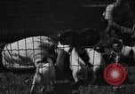 Immagine di Inglese Fox Terrier cuccioli Fort McPherson Georgia USA, 1940, secondo 33 filmato di repertorio 65675053251