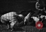 Immagine di Inglese Fox Terrier cuccioli Fort McPherson Georgia USA, 1940, secondo 34 filmato di repertorio 65675053251
