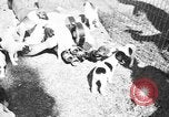 Immagine di Inglese Fox Terrier cuccioli Fort McPherson Georgia USA, 1940, secondo 35 filmato di repertorio 65675053251