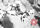 Immagine di Inglese Fox Terrier cuccioli Fort McPherson Georgia USA, 1940, secondo 36 filmato di repertorio 65675053251