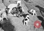 Immagine di Inglese Fox Terrier cuccioli Fort McPherson Georgia USA, 1940, secondo 37 filmato di repertorio 65675053251