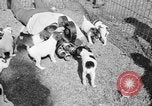Immagine di Inglese Fox Terrier cuccioli Fort McPherson Georgia USA, 1940, secondo 38 filmato di repertorio 65675053251