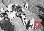 Immagine di Inglese Fox Terrier cuccioli Fort McPherson Georgia USA, 1940, secondo 39 filmato di repertorio 65675053251