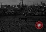 Image of bucking horses Los Angeles California USA, 1940, second 8 stock footage video 65675053253