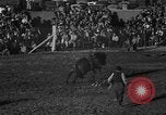 Image of bucking horses Los Angeles California USA, 1940, second 46 stock footage video 65675053253