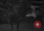 Standbild Rodeo Wettbewerb Huntsville Texas USA, 1945, aus Sekunde 34 historischem Filmmaterial Videoclip 65675053380