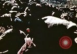 Image of Okinawa Operations Okinawa Ryukyu Islands, 1945, second 62 stock footage video 65675053463