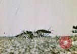 Image of Okinawa Operations Okinawa Ryukyu Islands, 1945, second 37 stock footage video 65675053467