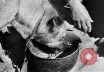 Standbild Vereinigten Staaten Truppen Birma, 1944, aus Sekunde 51 historischem Filmmaterial Videoclip 65675053490