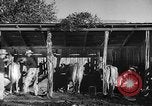 Image Ranch au Texas style de milieu des années 1940 Kerrville Texas USA, 1945, de la seconde 28 séquences d'archives historiques vidéo 65675053501