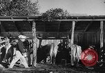 Image Ranch au Texas style de milieu des années 1940 Kerrville Texas USA, 1945, de la seconde 29 séquences d'archives historiques vidéo 65675053501