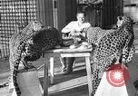 Immagine di Trainer donna Los Angeles California USA, 1935, secondo 11 filmato di repertorio 65675053530