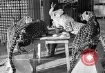 Immagine di Trainer donna Los Angeles California USA, 1935, secondo 12 filmato di repertorio 65675053530