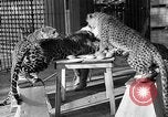 Immagine di Trainer donna Los Angeles California USA, 1935, secondo 25 filmato di repertorio 65675053530