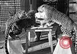 Immagine di Trainer donna Los Angeles California USA, 1935, secondo 26 filmato di repertorio 65675053530