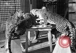 Immagine di Trainer donna Los Angeles California USA, 1935, secondo 28 filmato di repertorio 65675053530