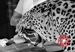 Immagine di Trainer donna Los Angeles California USA, 1935, secondo 38 filmato di repertorio 65675053530