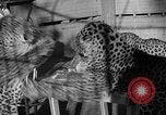 Immagine di Trainer donna Los Angeles California USA, 1935, secondo 45 filmato di repertorio 65675053530