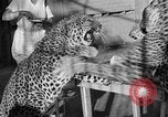 Immagine di Trainer donna Los Angeles California USA, 1935, secondo 49 filmato di repertorio 65675053530