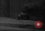 Immagine di Bronx Zoo New York City USA, 1941, secondo 11 filmato di repertorio 65675053566