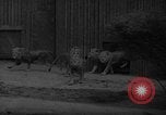 Immagine di Bronx Zoo New York City USA, 1941, secondo 12 filmato di repertorio 65675053566
