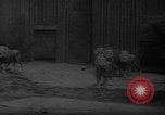 Immagine di Bronx Zoo New York City USA, 1941, secondo 13 filmato di repertorio 65675053566
