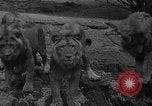 Immagine di Bronx Zoo New York City USA, 1941, secondo 14 filmato di repertorio 65675053566