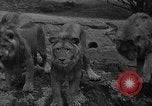 Immagine di Bronx Zoo New York City USA, 1941, secondo 15 filmato di repertorio 65675053566