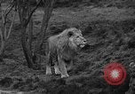 Immagine di Bronx Zoo New York City USA, 1941, secondo 16 filmato di repertorio 65675053566
