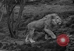 Immagine di Bronx Zoo New York City USA, 1941, secondo 17 filmato di repertorio 65675053566