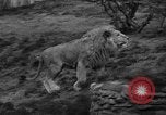 Immagine di Bronx Zoo New York City USA, 1941, secondo 18 filmato di repertorio 65675053566
