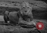 Immagine di Bronx Zoo New York City USA, 1941, secondo 19 filmato di repertorio 65675053566