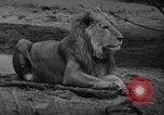 Immagine di Bronx Zoo New York City USA, 1941, secondo 20 filmato di repertorio 65675053566