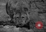 Immagine di Bronx Zoo New York City USA, 1941, secondo 21 filmato di repertorio 65675053566