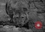 Immagine di Bronx Zoo New York City USA, 1941, secondo 22 filmato di repertorio 65675053566