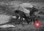Immagine di Bronx Zoo New York City USA, 1941, secondo 30 filmato di repertorio 65675053566