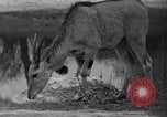 Immagine di Bronx Zoo New York City USA, 1941, secondo 31 filmato di repertorio 65675053566