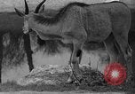 Immagine di Bronx Zoo New York City USA, 1941, secondo 32 filmato di repertorio 65675053566