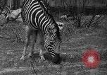 Immagine di Bronx Zoo New York City USA, 1941, secondo 33 filmato di repertorio 65675053566