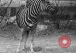 Immagine di Bronx Zoo New York City USA, 1941, secondo 34 filmato di repertorio 65675053566